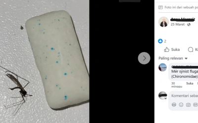 Pertama Kalinya Nyamuk Ditemukan di Islandia, Dunia Semakin Panas?